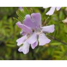 Wynabbie Gem Westringia 