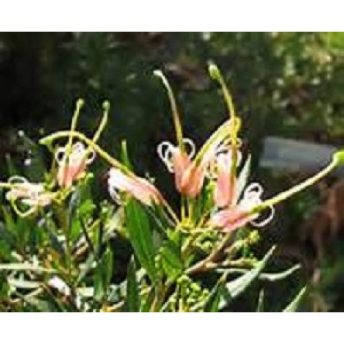 Forest Rambler Grevillea - Grevilleas