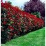 Photinia Robusta