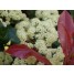 Photinia robusta